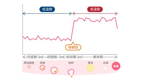 生理前 sex|生理前＆生理中は安全日？ 避妊なし・中出しでも妊娠しないの。